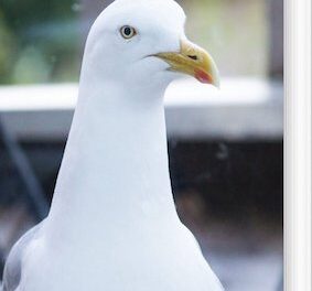 Mågesang