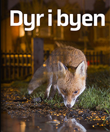 Dyr i byen